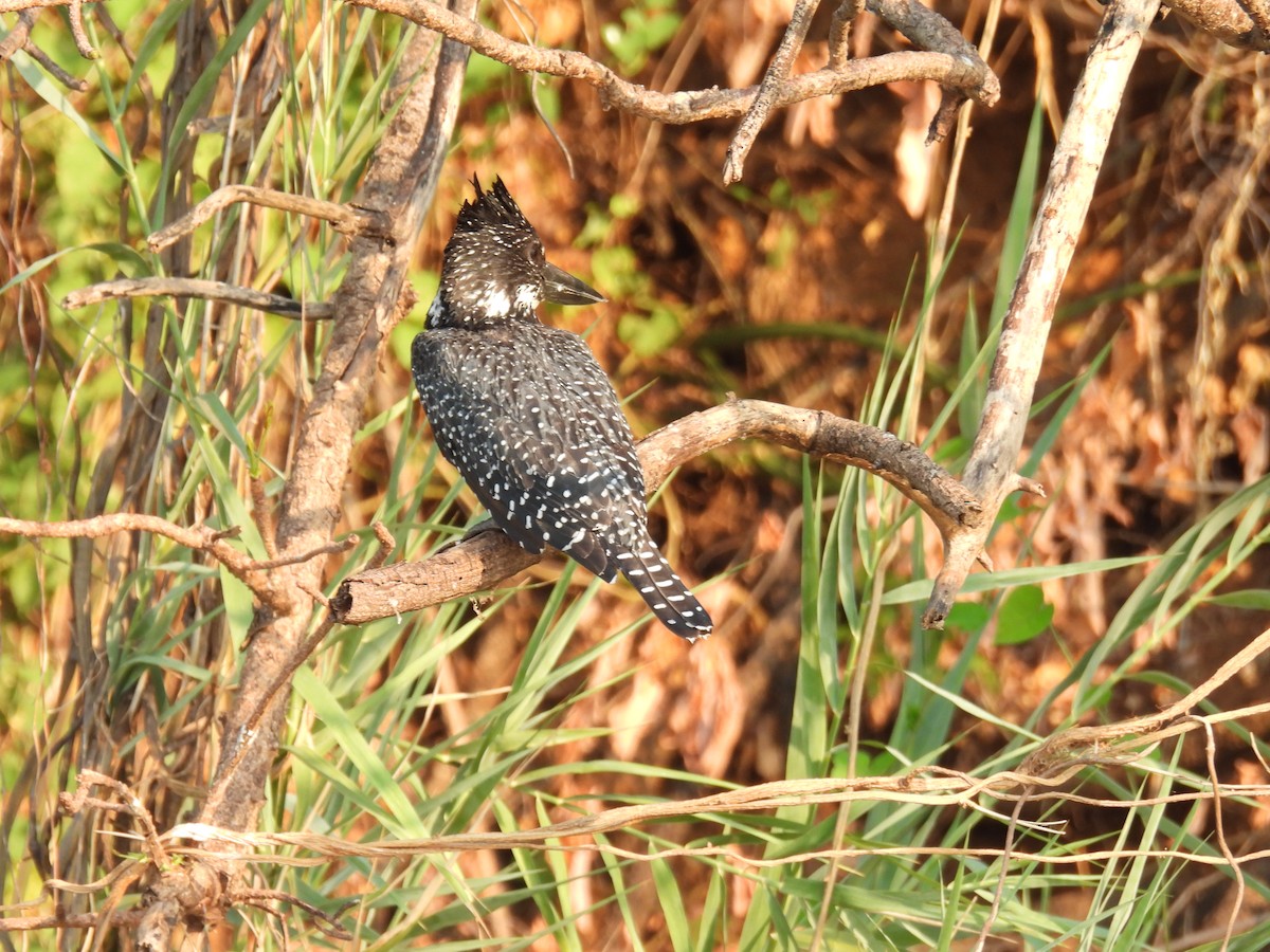 Giant Kingfisher - ML643641198