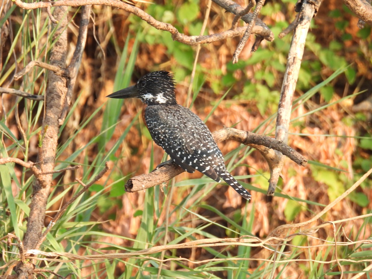Giant Kingfisher - ML643641199