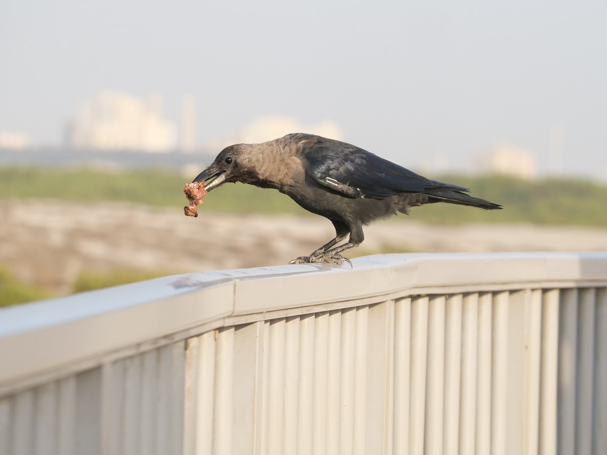 House Crow - ML643641205