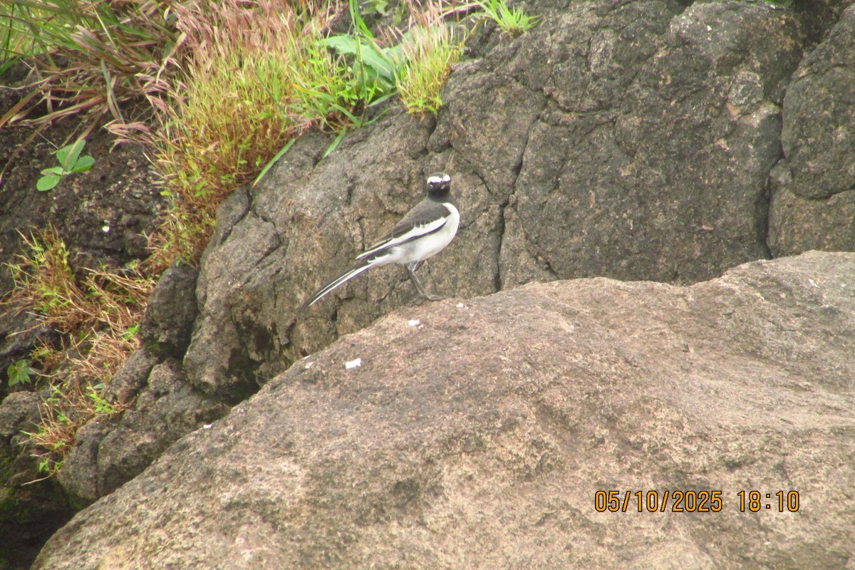 White-browed Wagtail - ML643641206