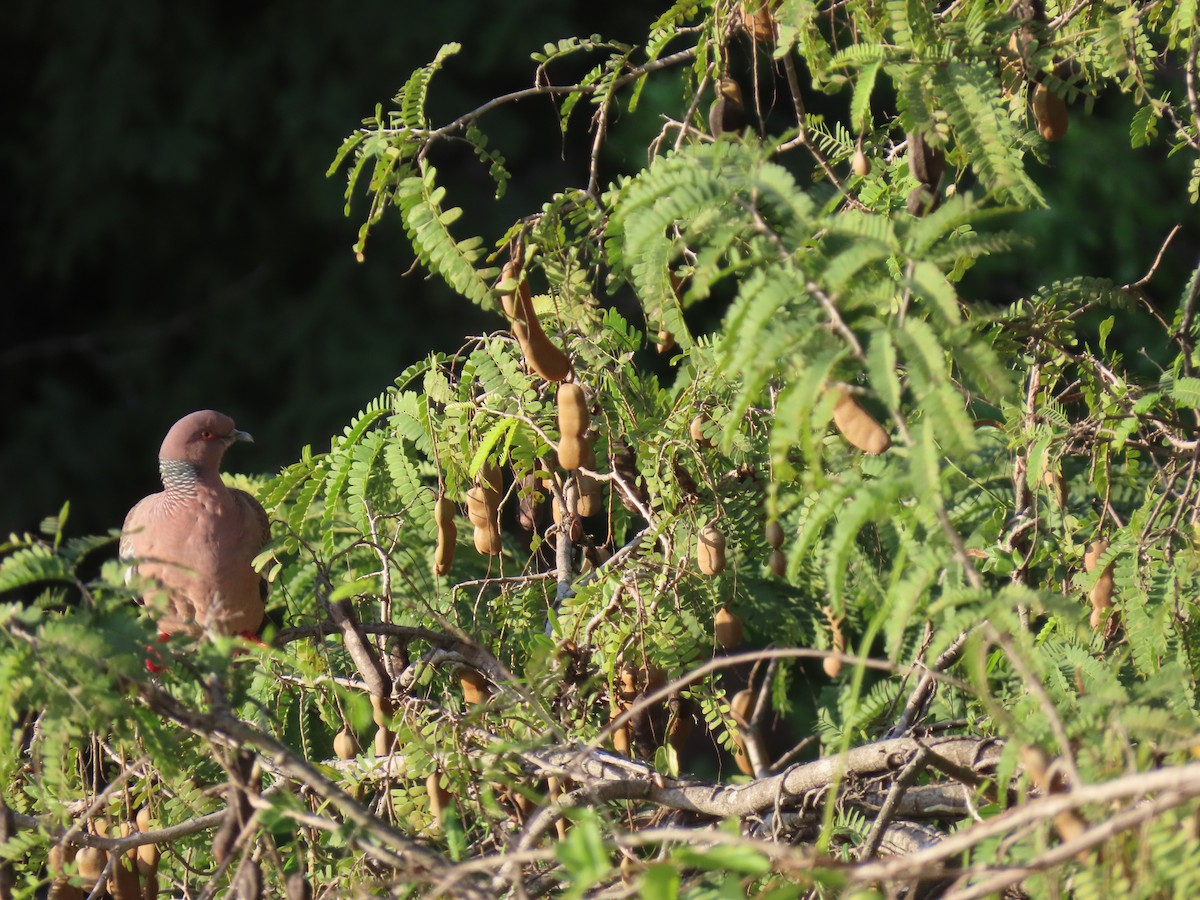Picazuro Pigeon - ML643641211