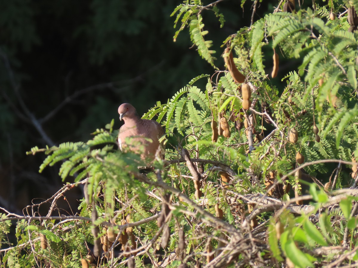 Picazuro Pigeon - ML643641234