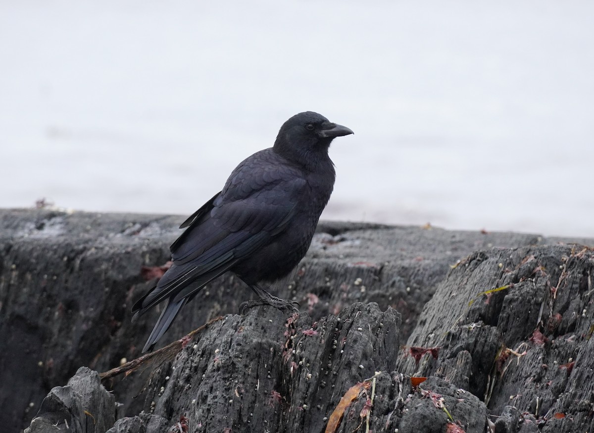 American Crow - ML643641252