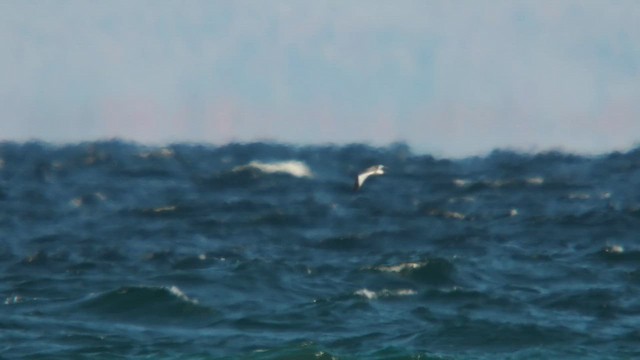 クビワカモメ - ML643641265