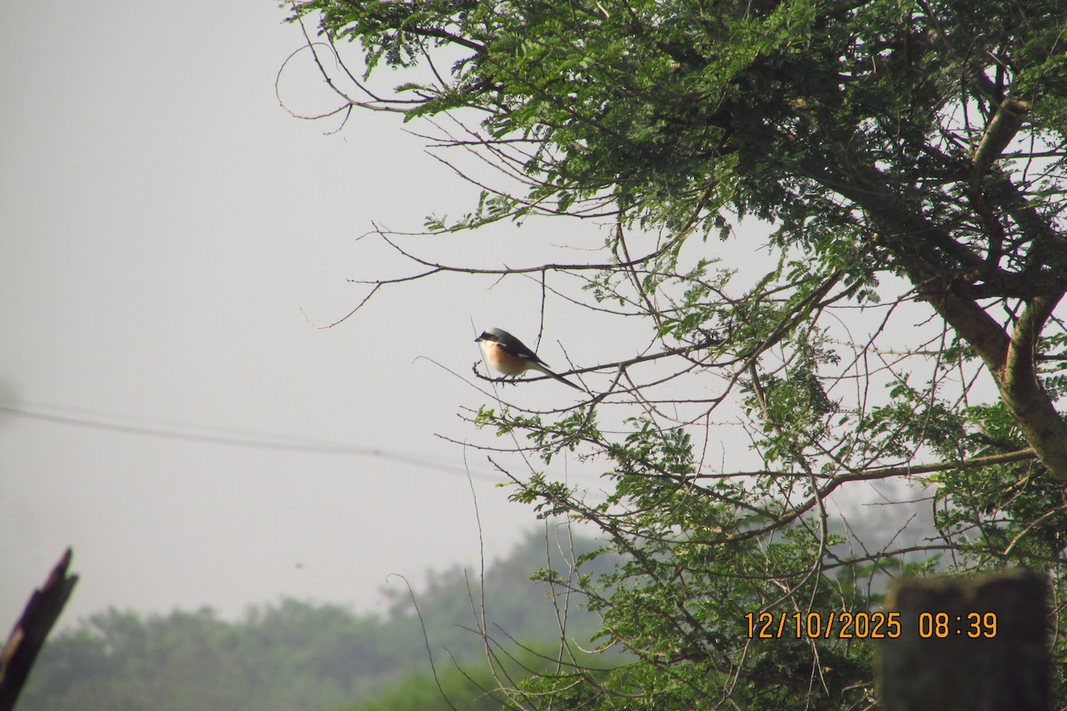 Bay-backed Shrike - ML643641310