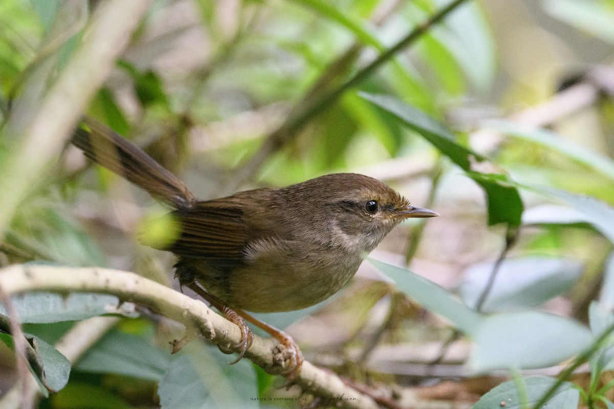 Brownish-flanked Bush Warbler - ML643641321