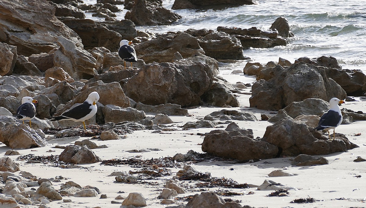 Pacific Gull - ML643641325