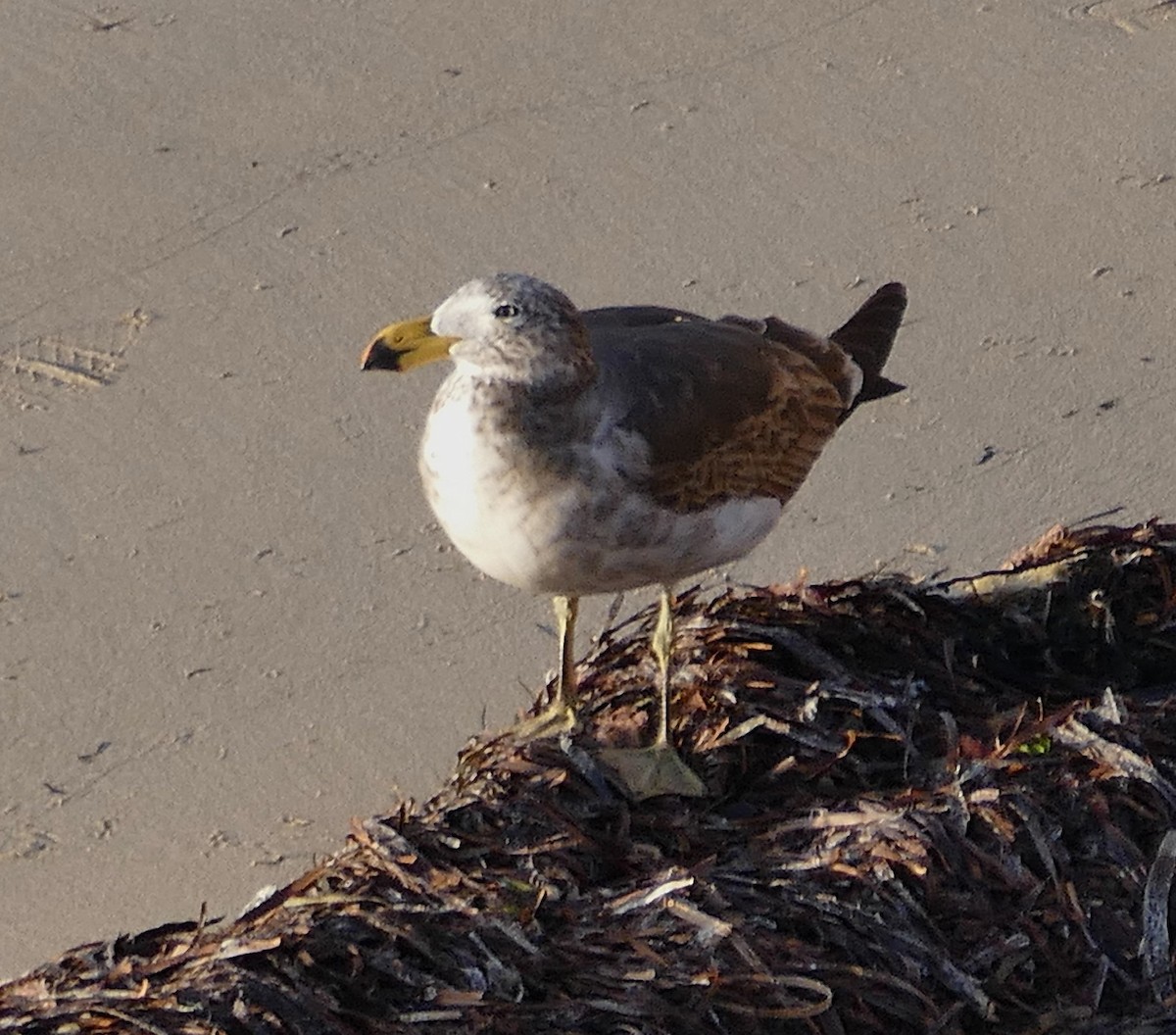 Pacific Gull - ML643641329
