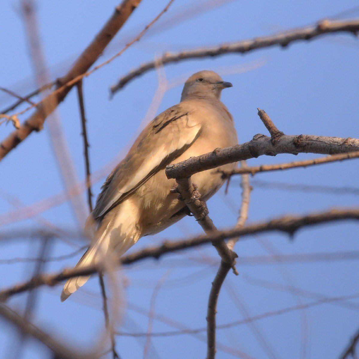 Picui Ground Dove - ML643641331