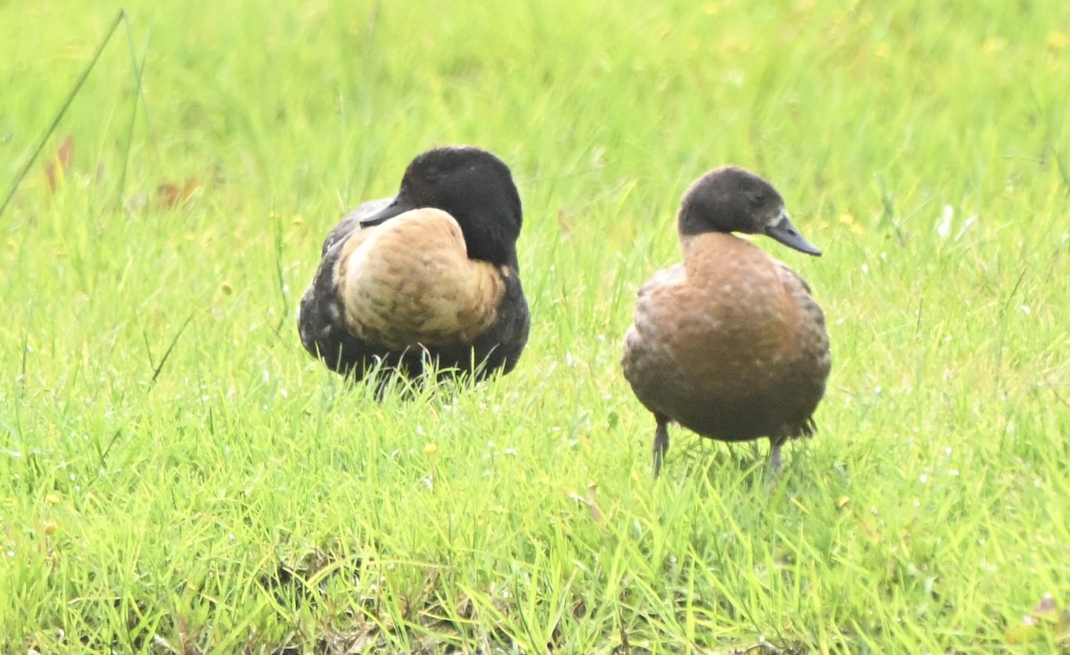 Australian Shelduck - ML643641333