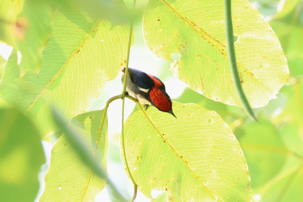 Scarlet-backed Flowerpecker - ML643641343