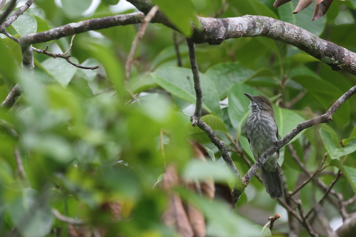 Streaked Bulbul - ML643641377