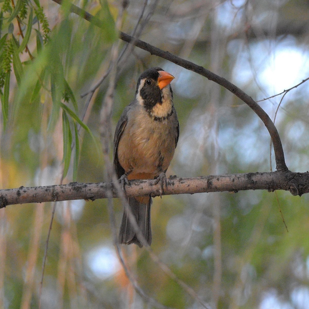Golden-billed Saltator - ML643641387