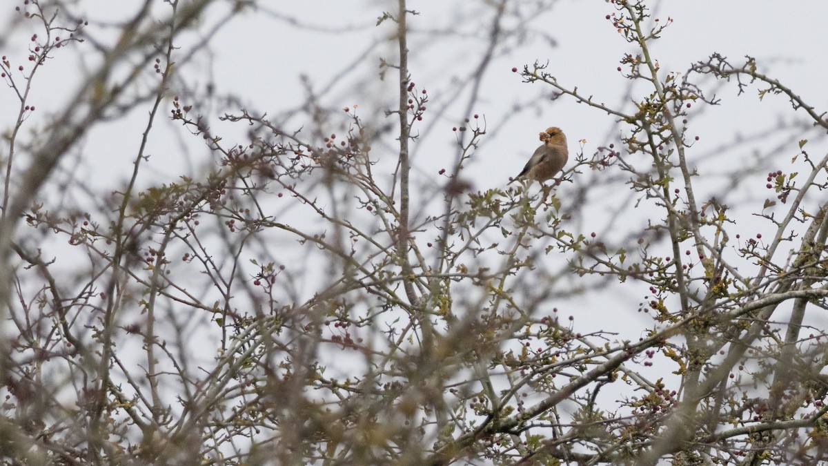 Hawfinch - ML643641403