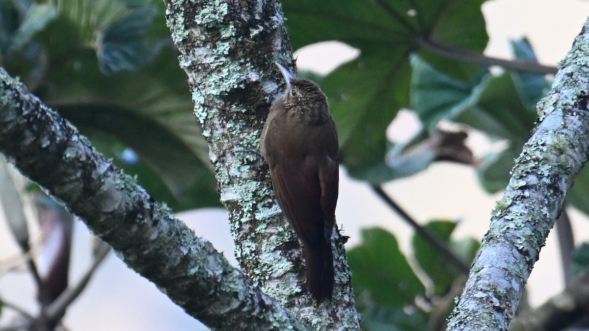 Black-banded Woodcreeper - ML643641438