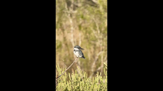 Belted Kingfisher - ML643641464