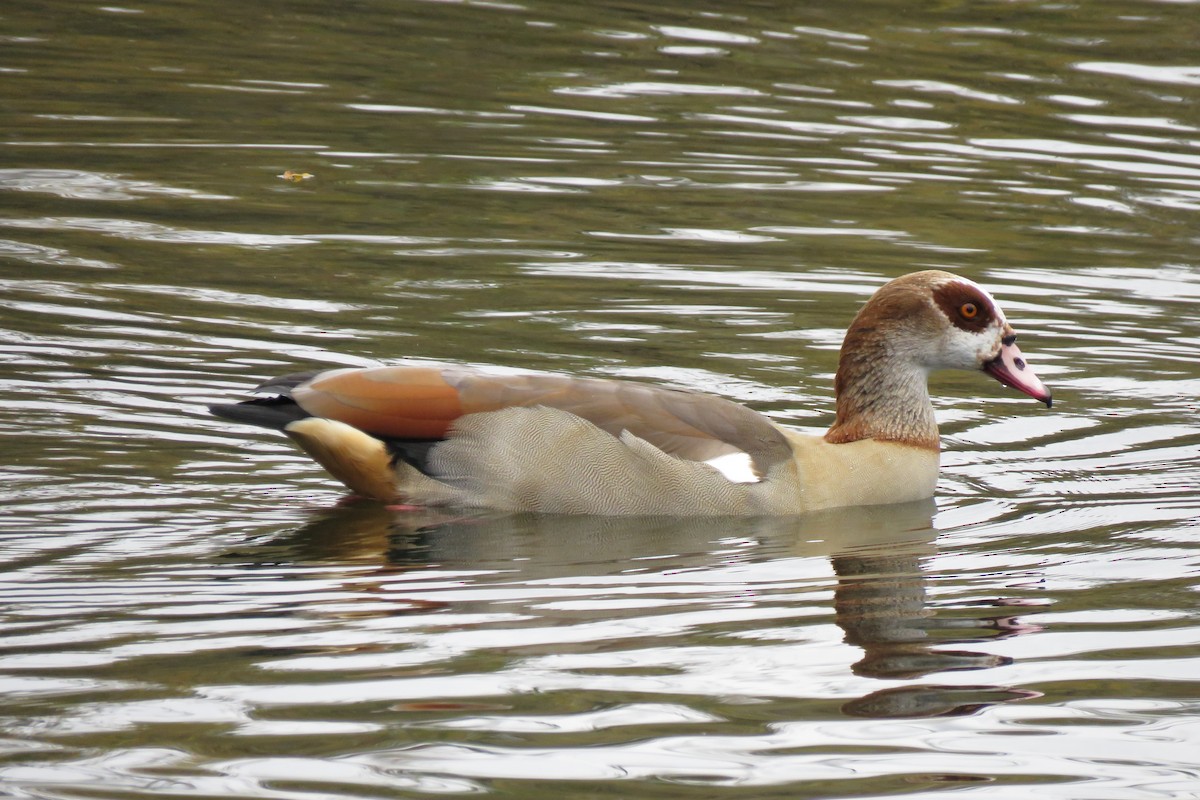 Egyptian Goose - ML643641468