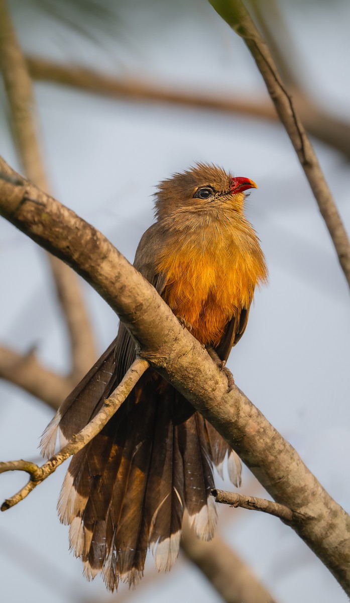 Sirkeer Malkoha - ML643641477