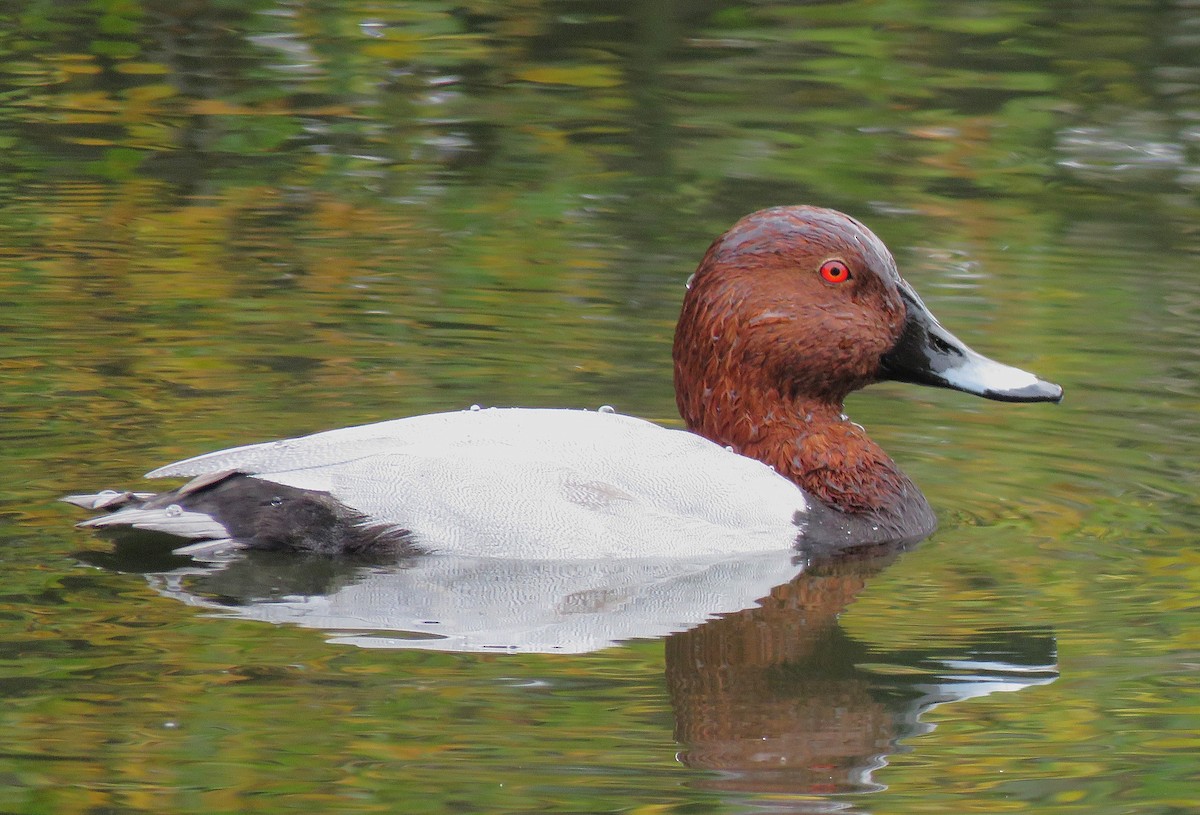 Common Pochard - ML643641480