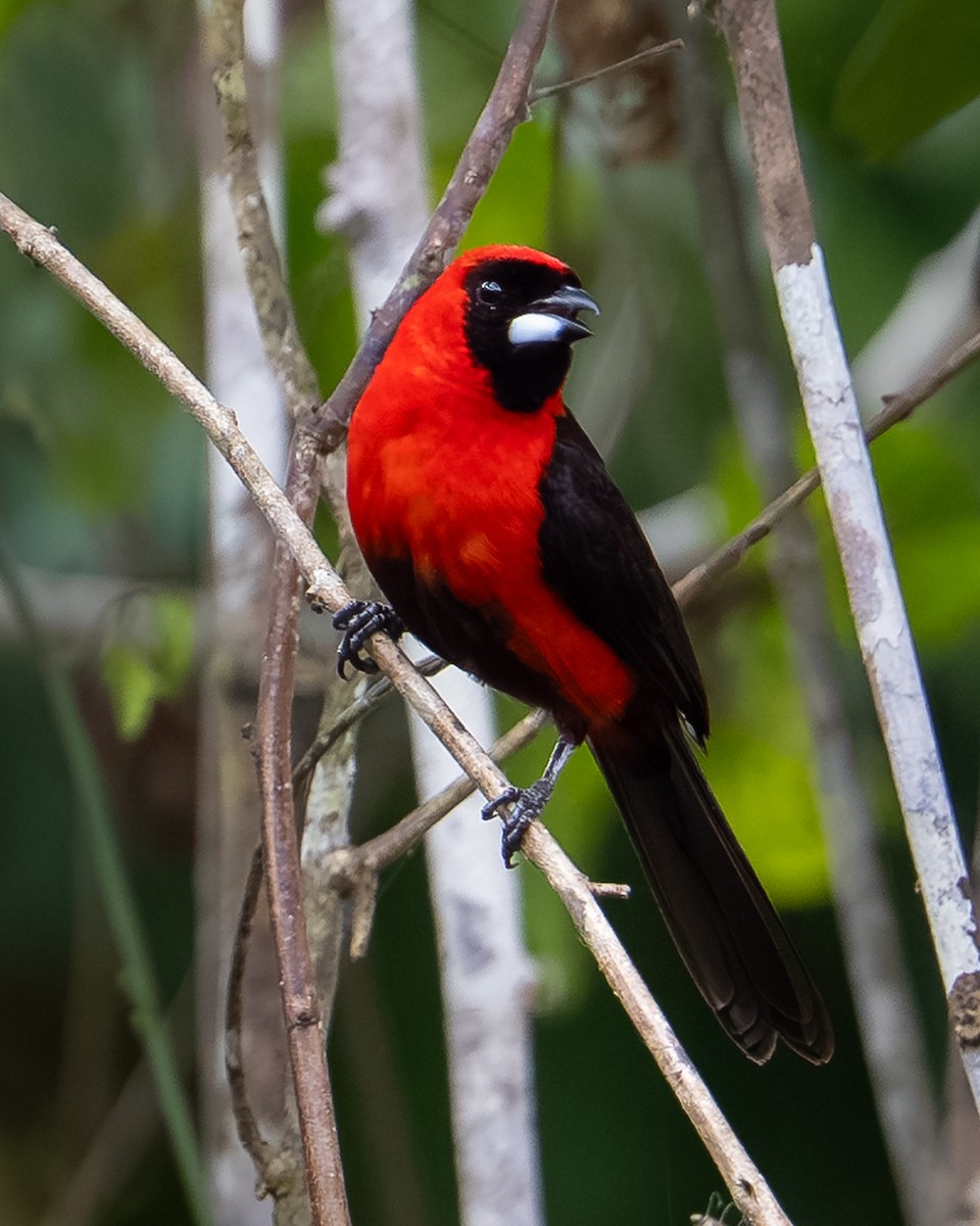 Maskentangare - ML643641515