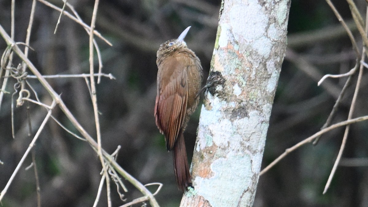 Black-banded Woodcreeper - ML643641544