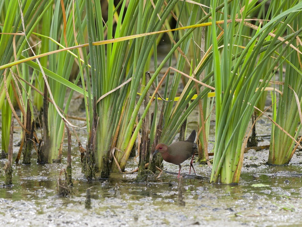 Ruddy-breasted Crake - ML643641548