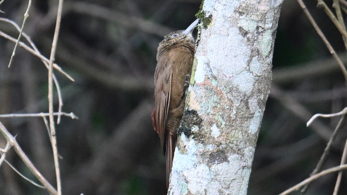Black-banded Woodcreeper - ML643641549