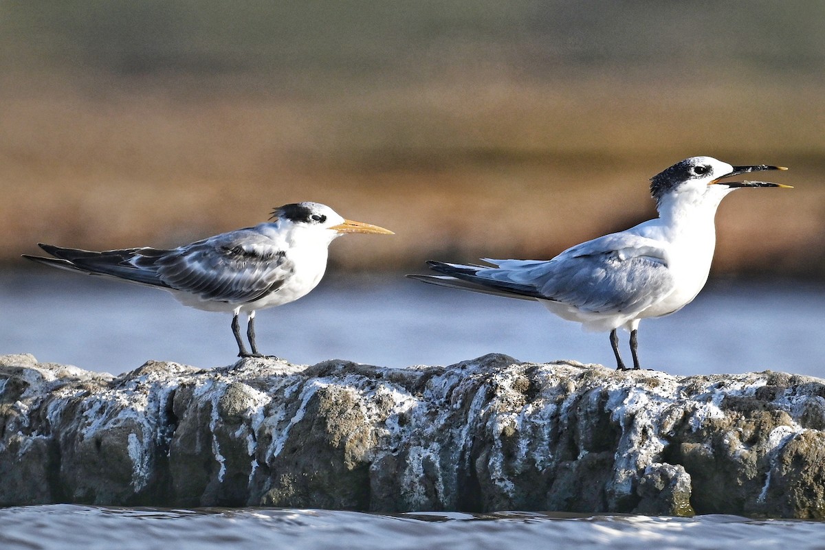 Sandwich Tern - ML643641568