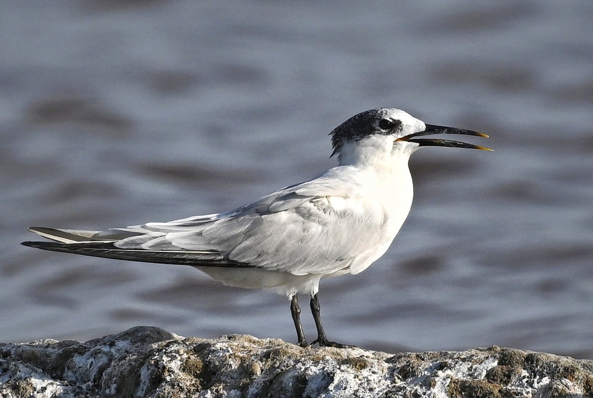 Sandwich Tern - ML643641569