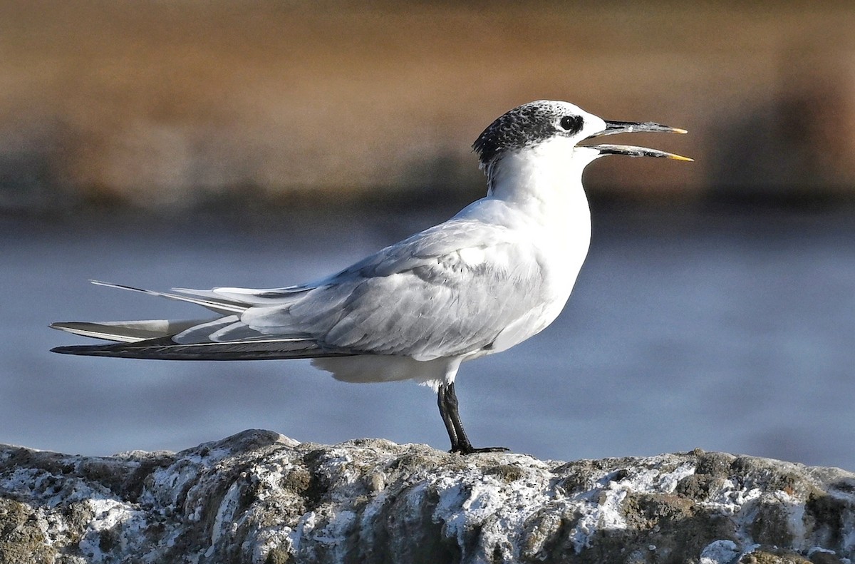 Sandwich Tern - ML643641570