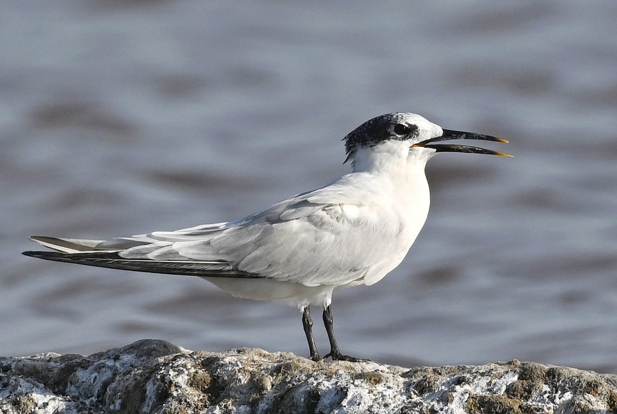 Sandwich Tern - ML643641571