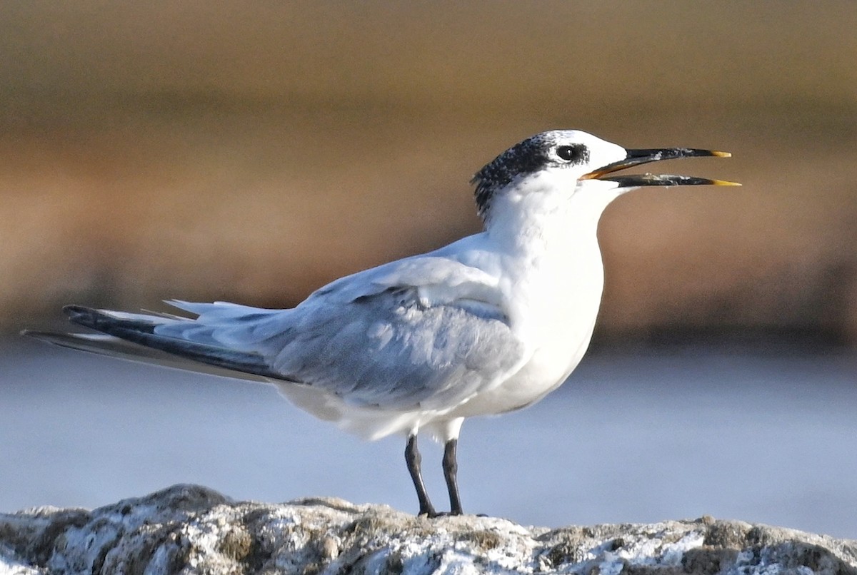 Sandwich Tern - ML643641572