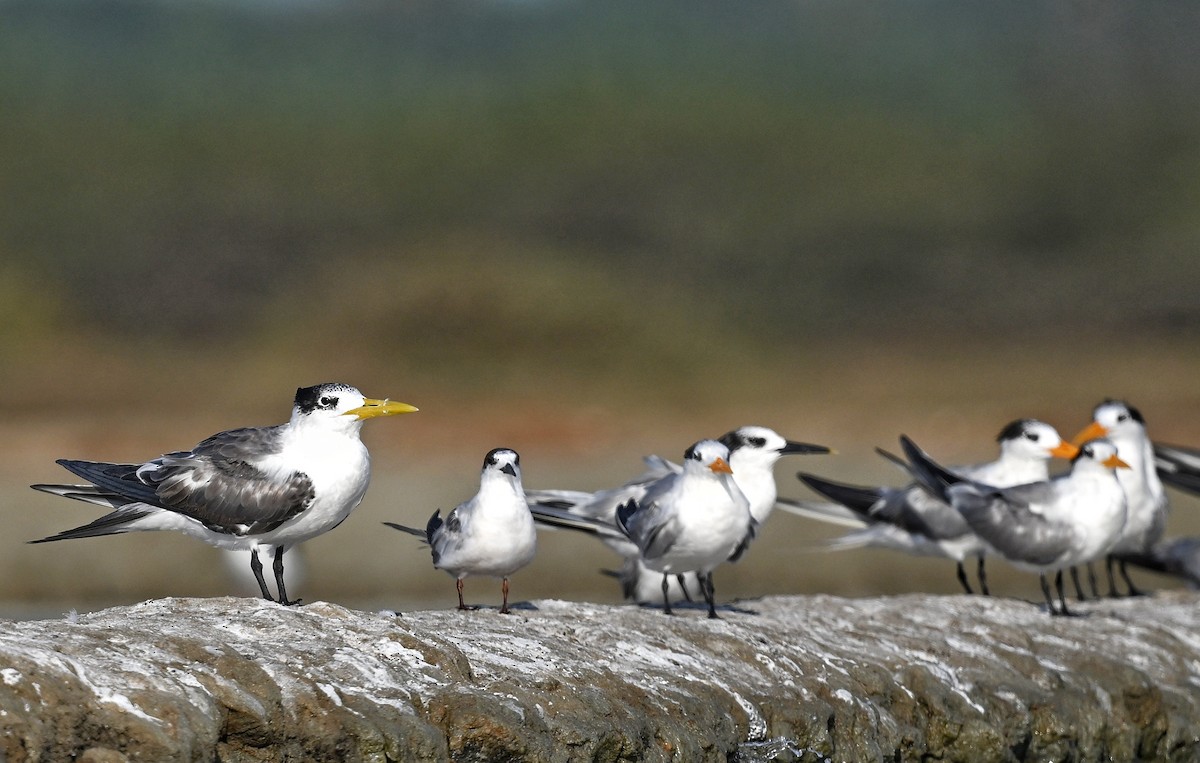 Sandwich Tern - ML643641573