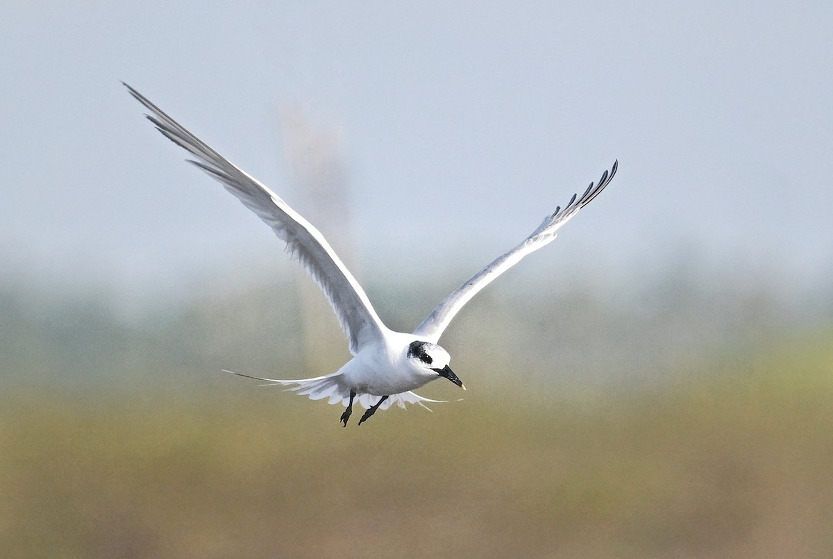 Sandwich Tern - ML643641574