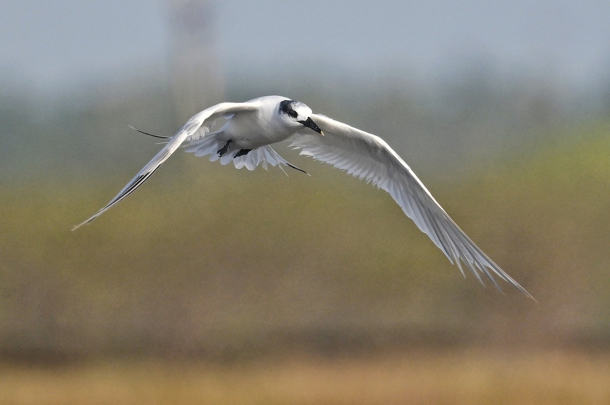 Sandwich Tern - ML643641575