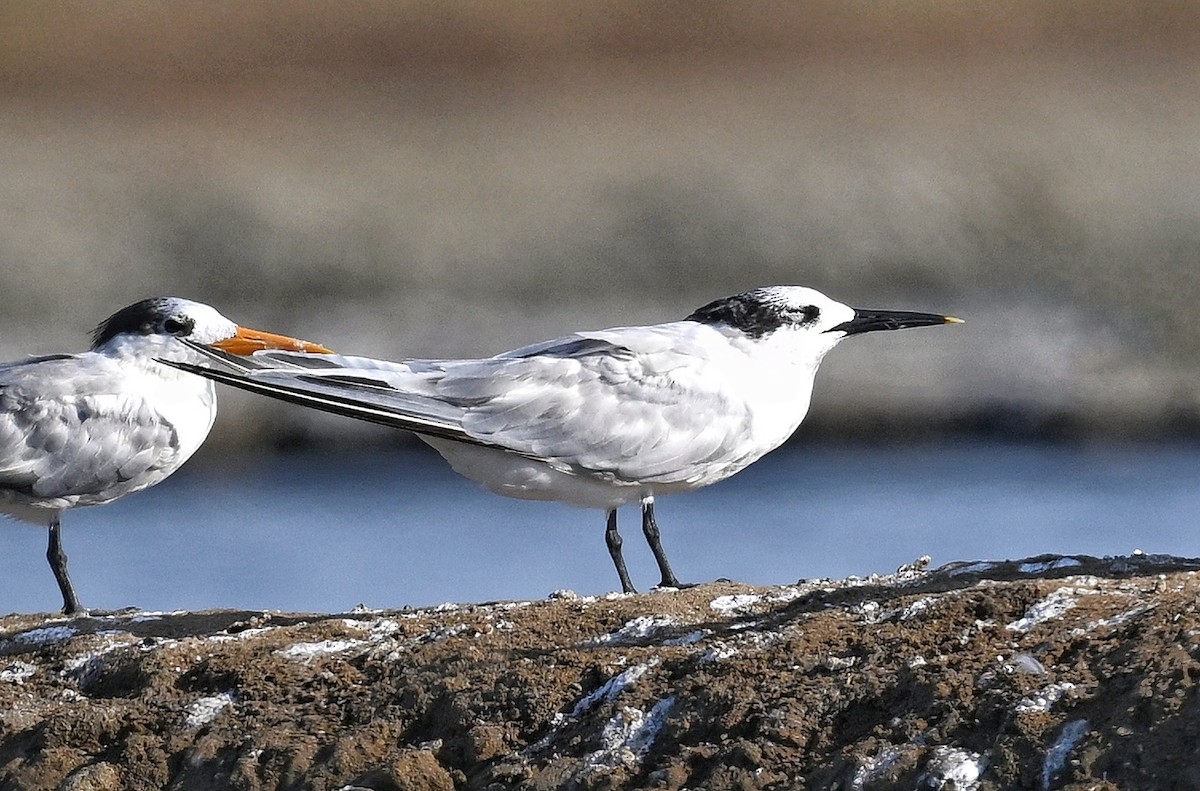 Sandwich Tern - ML643641576
