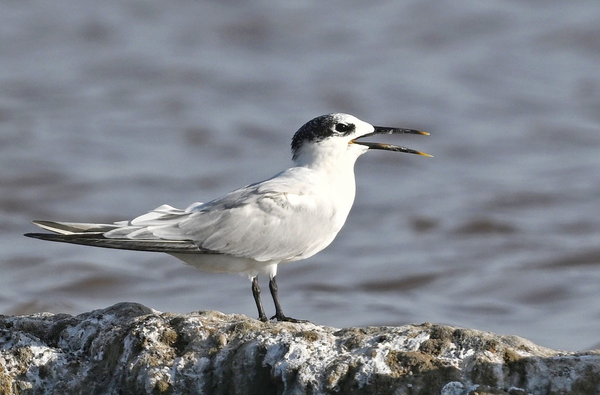Sandwich Tern - ML643641577