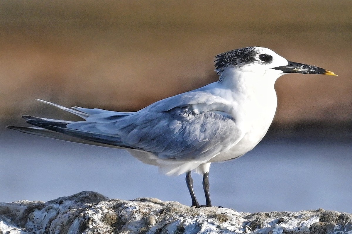 Sandwich Tern - ML643641578