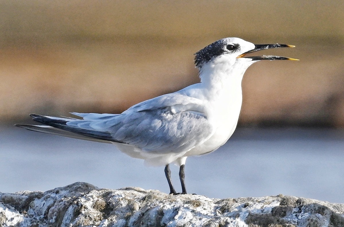 Sandwich Tern - ML643641579