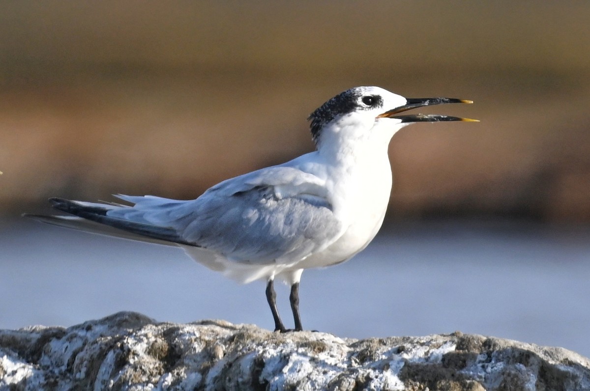 Sandwich Tern - ML643641580