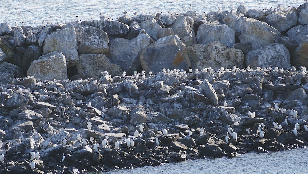 Black-faced Cormorant - ML643641588