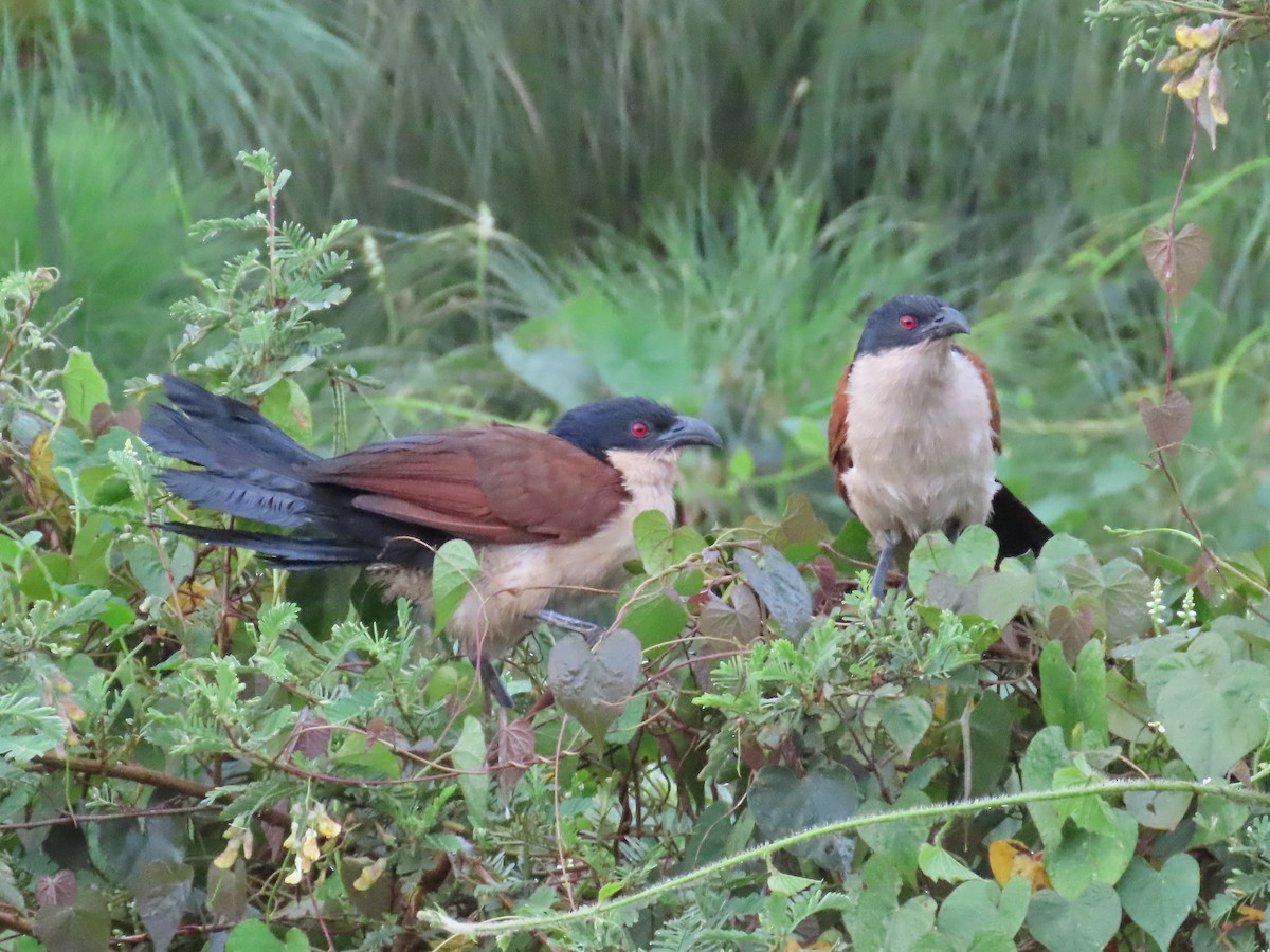 Blue-headed Coucal - ML643641592