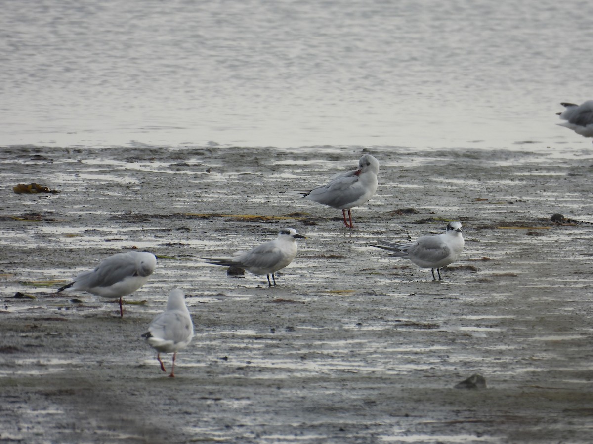 Sandwich Tern (Eurasian) - ML643641594