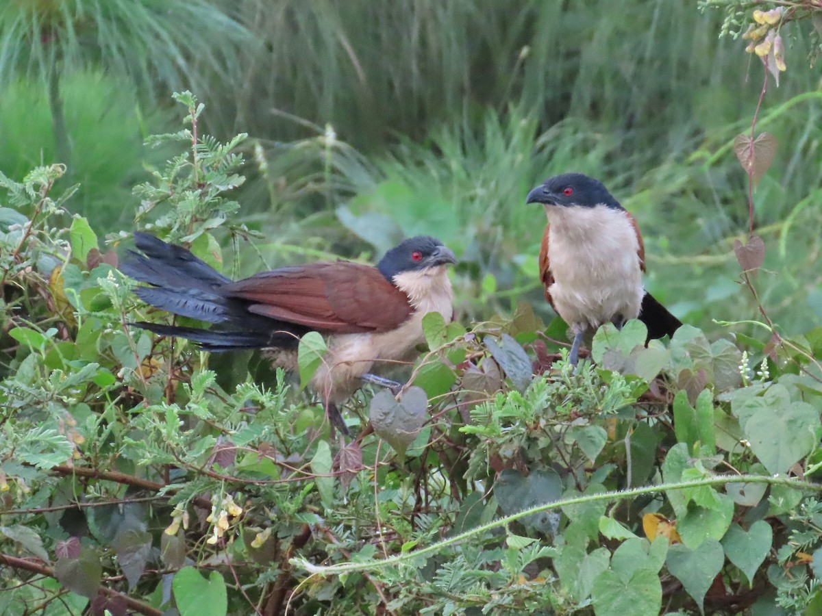 Blue-headed Coucal - ML643641595