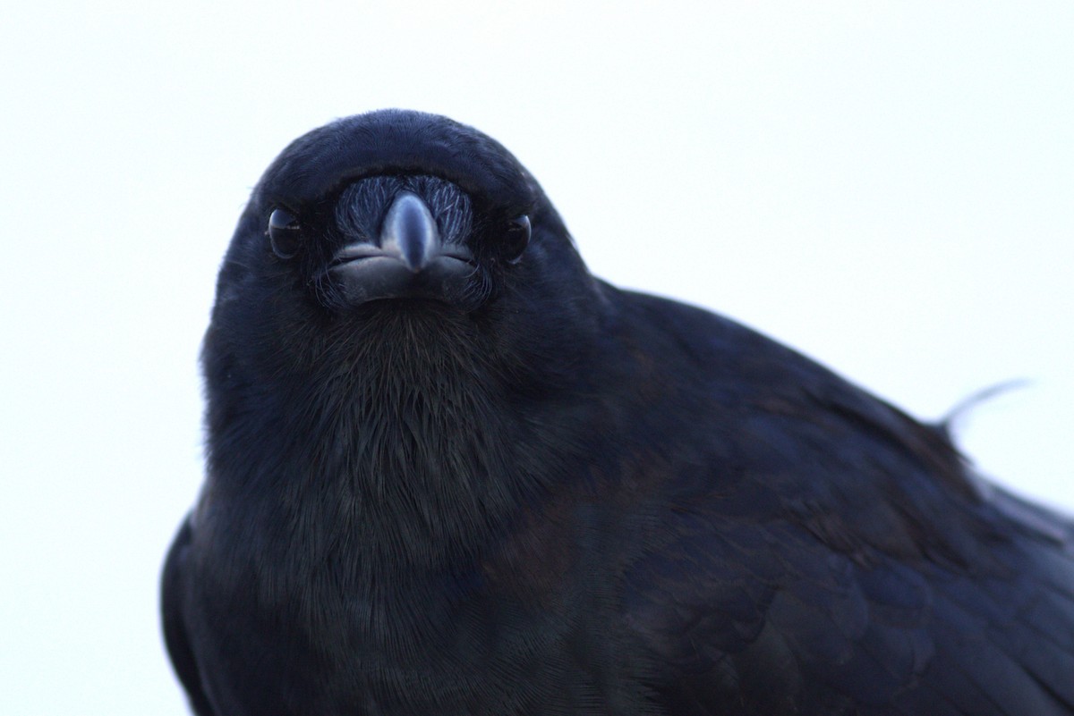 Fish Crow - ML643641606