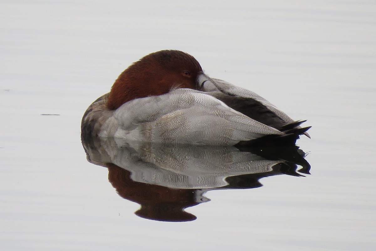 Common Pochard - ML643641615