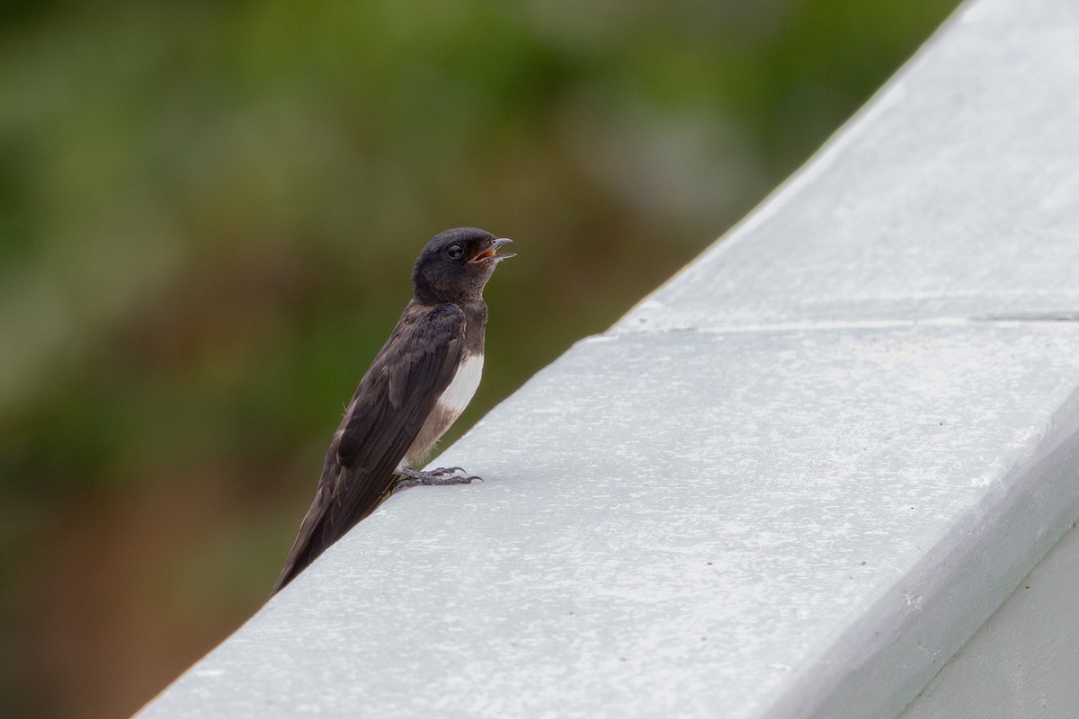 White-banded Swallow - ML643641616