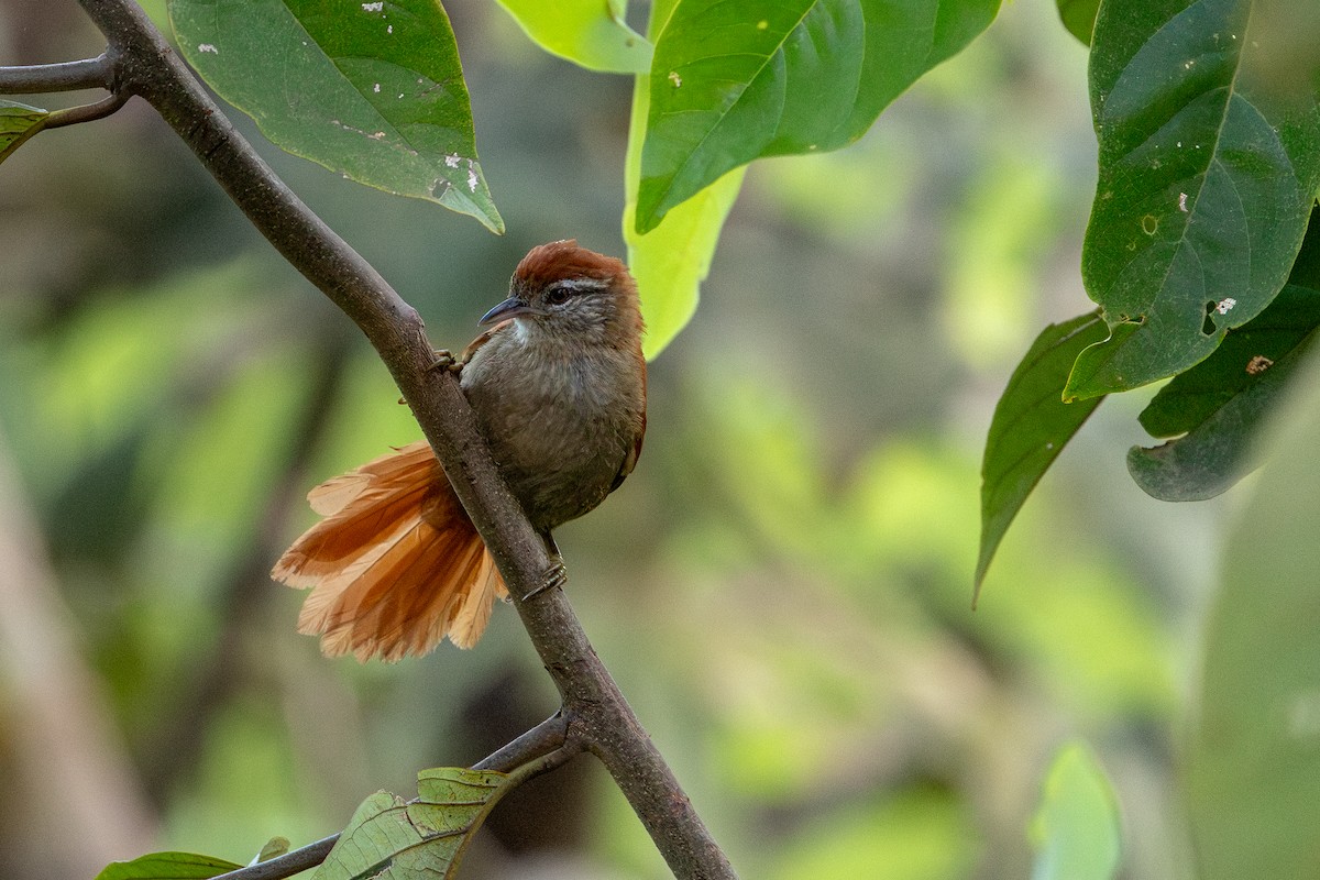 Rusty-backed Spinetail - ML643641623