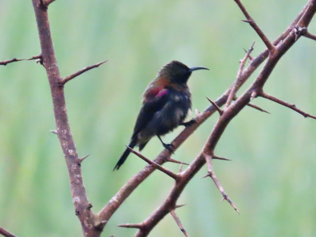 Copper Sunbird - ML643641624
