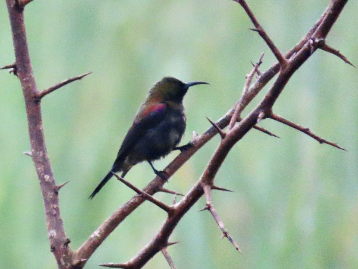 Copper Sunbird - ML643641627